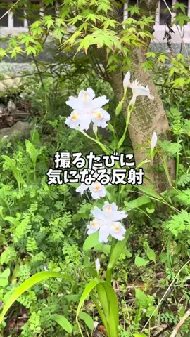 あめだま会社員のTikTok投稿