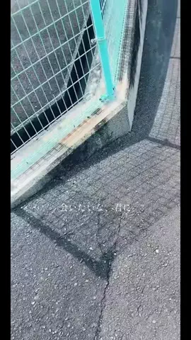 あめだま会社員のTikTok投稿