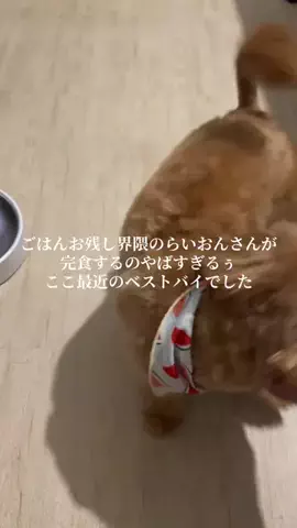 YUUJOU🌭🦁のTikTok投稿