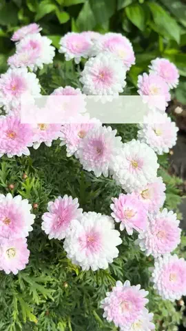きのこの庭のTikTok投稿