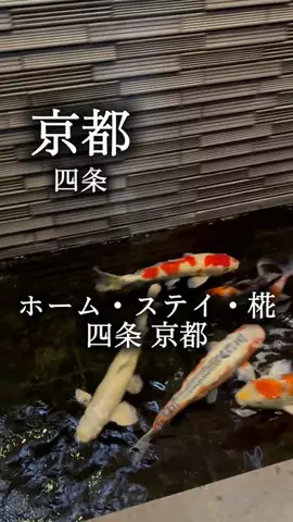 アルコールのひとのTikTok投稿