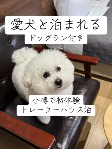 アルコールのひとのTikTok投稿