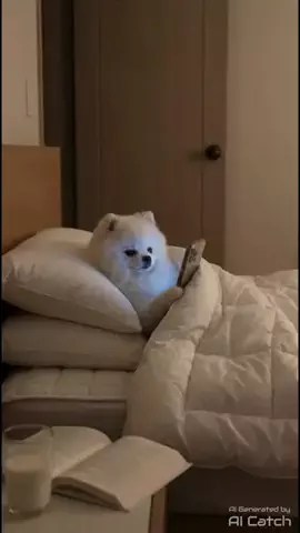 ポメラニアンのミル🍼のTikTok投稿