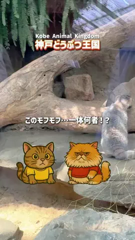 3匹のおすねこ🐈のTikTok投稿