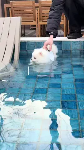 ポメラニアンのミル🍼のTikTok投稿