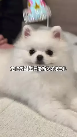 ポメラニアンのミル🍼のTikTok投稿