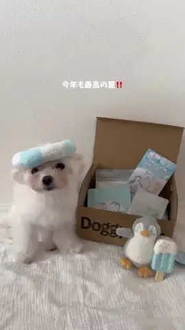 ポメマルのベポしゃんのTikTok投稿