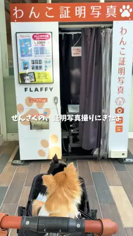 ぜんさく兄弟のTikTok投稿