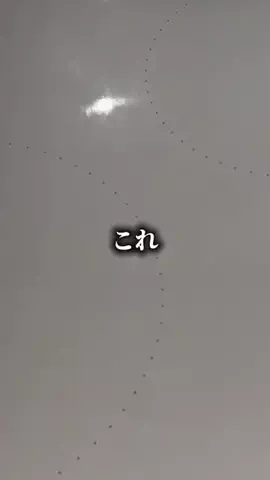 もえ｜おトク発信のTikTok投稿