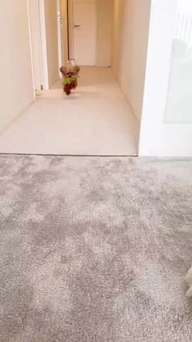 PannaのTikTok投稿