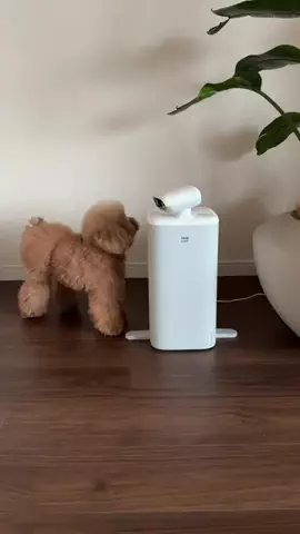PannaのTikTok投稿