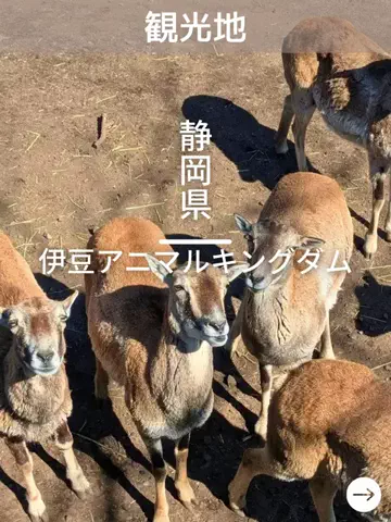 デンじょーの旅のTikTok投稿