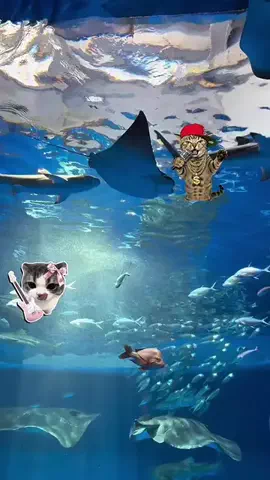 マーケOL浜辺のTikTok投稿