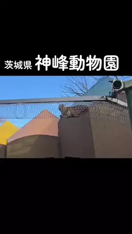 ℂ𝕆ℂ𝕆𝔸のTikTok投稿