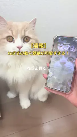 ねぎま【スコティッシュフォールド】のTikTok投稿