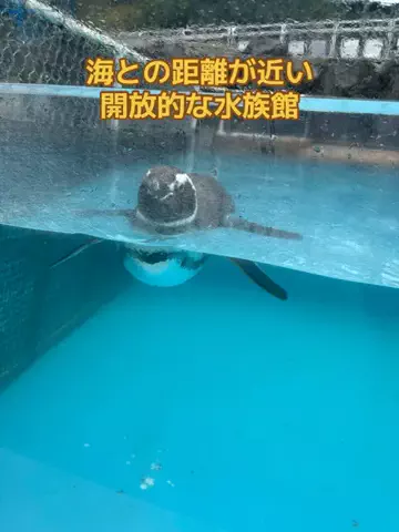 おとけしきのTikTok投稿