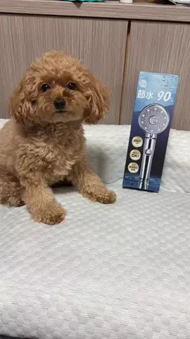 モカたん🐶🍀のTikTok投稿