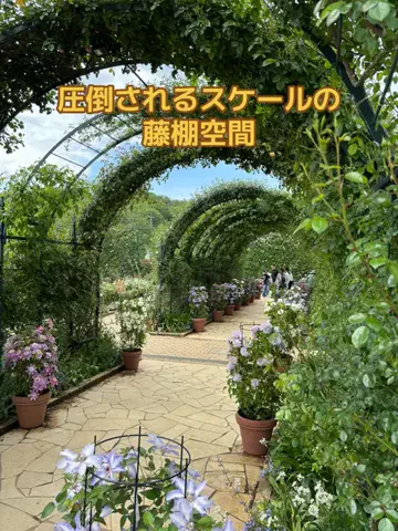 おとけしきのTikTok投稿
