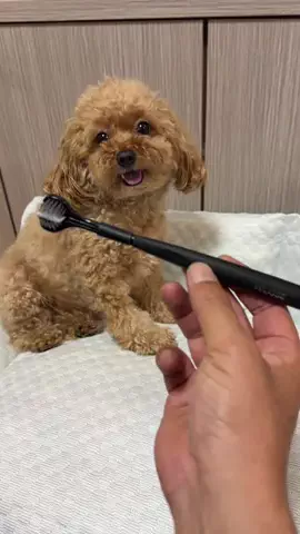 モカたん🐶🍀のTikTok投稿
