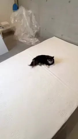 ニヒル。のTikTok投稿