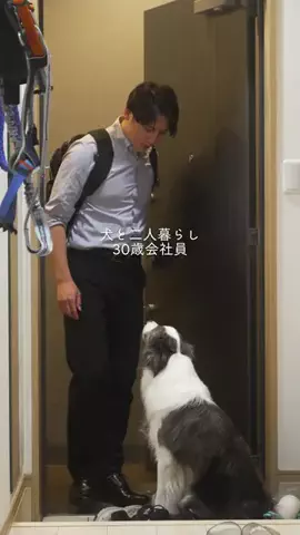 まさ” ボーダーコリーとふたり暮らし”のTikTok投稿