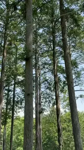 長野グルメ／NAGANO SELECTのTikTok投稿