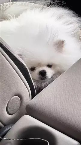 のりママのTikTok投稿