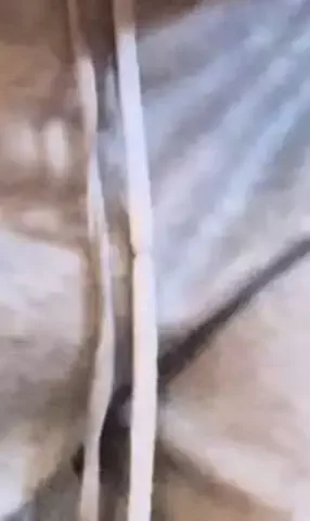 後藤ファンのTikTok投稿