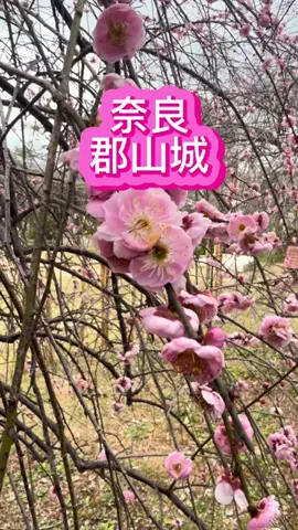 みやも人形のTikTok投稿