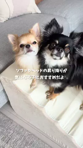 ぜんさく兄弟のTikTok投稿