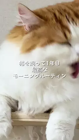 ポテとおこげのTikTok投稿