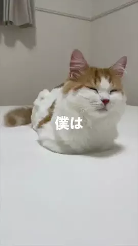 ポテとおこげのTikTok投稿