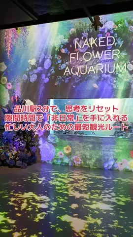 野良猫　イチくんとナナちゃんのTikTok投稿