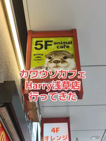 野良猫　イチくんとナナちゃんのTikTok投稿