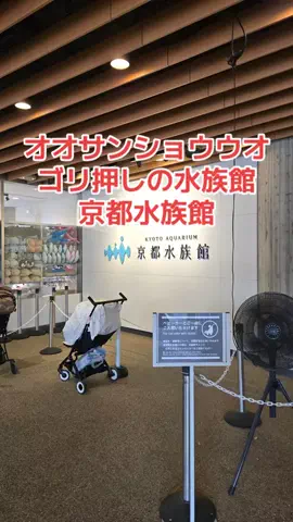 野良猫　イチくんとナナちゃんのTikTok投稿