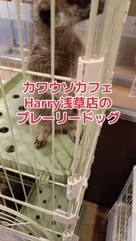 野良猫　イチくんとナナちゃんのTikTok投稿