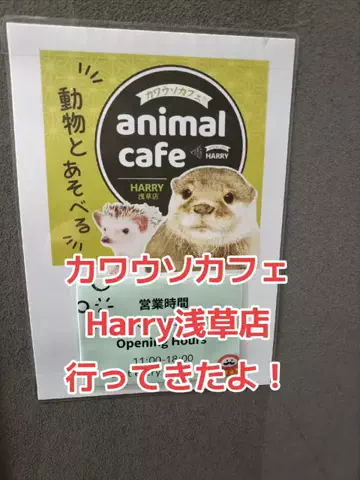 野良猫　イチくんとナナちゃんのTikTok投稿