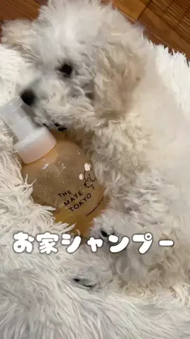 絶景好きキャンプ女子のTikTok投稿