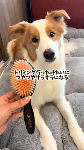 ボーダーコリーのイギー🐾のTikTok投稿