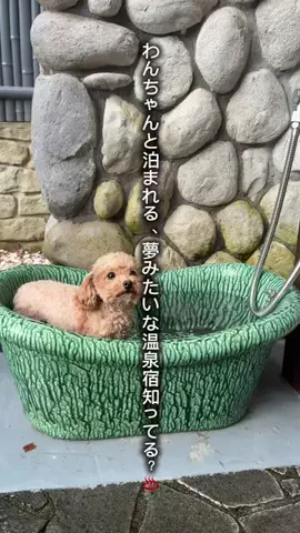 俺グリのTikTok投稿