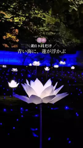 そらみ 𓏸𓈒𑁍 京都グルメ・観光スポットのTikTok投稿