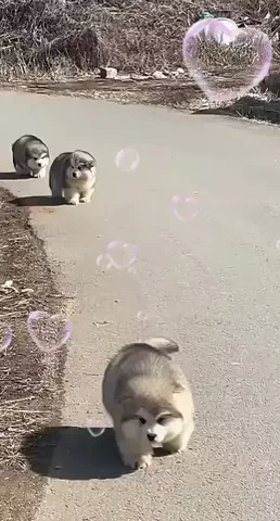 動物村長😻のTikTok PR投稿：#紡ぐ　#pr #tiktokpresents 