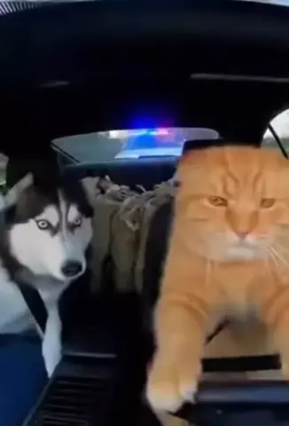 動物村長😻のTikTok PR投稿：#おすすめ曲#ラストシーン#pr#tiktokpresents 