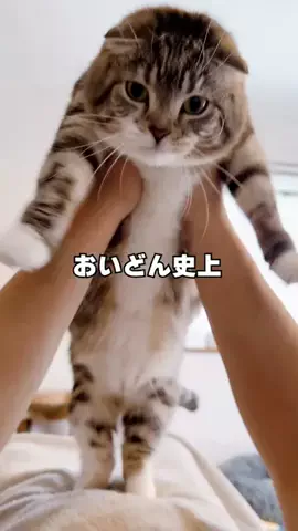 ねこぞー@猫のお役立ち情報のTikTok投稿