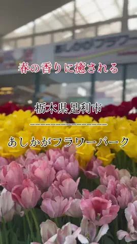 茨城と栃木の県境に住んでいますのTikTok投稿