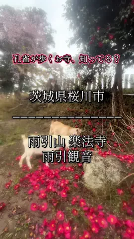 茨城と栃木の県境に住んでいますのTikTok投稿