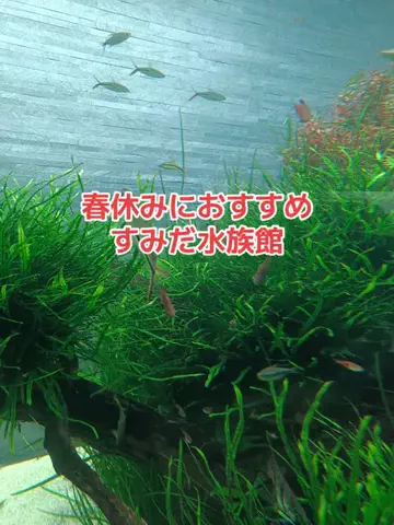 野良猫　イチくんとナナちゃんのTikTok投稿
