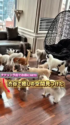 あやか＊お出かけ＆旅行好きな東京ママのTikTok投稿
