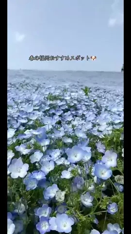 ritsu🐶💚🐎のTikTok投稿