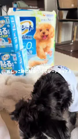 リコピンのTikTok投稿